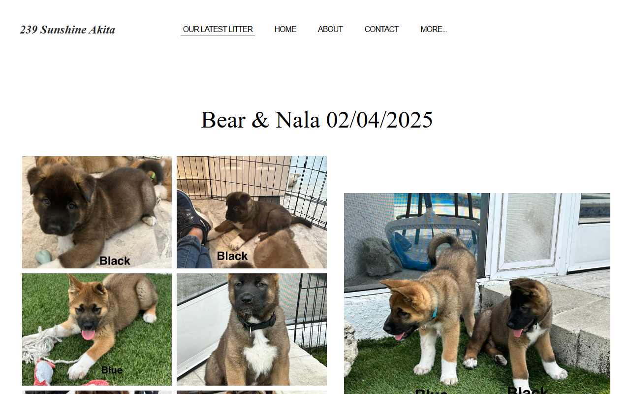 239sunshineakita.com screenshot