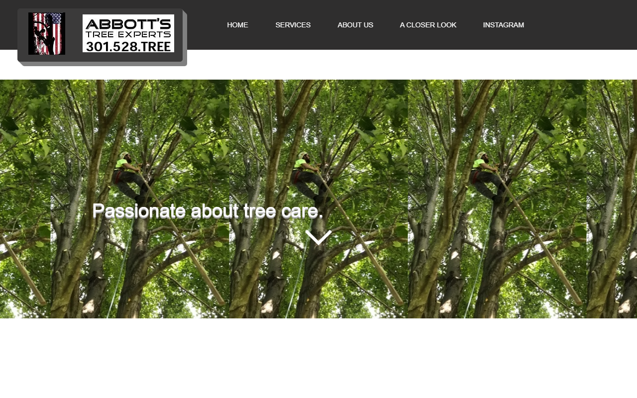 301528tree.com screenshot