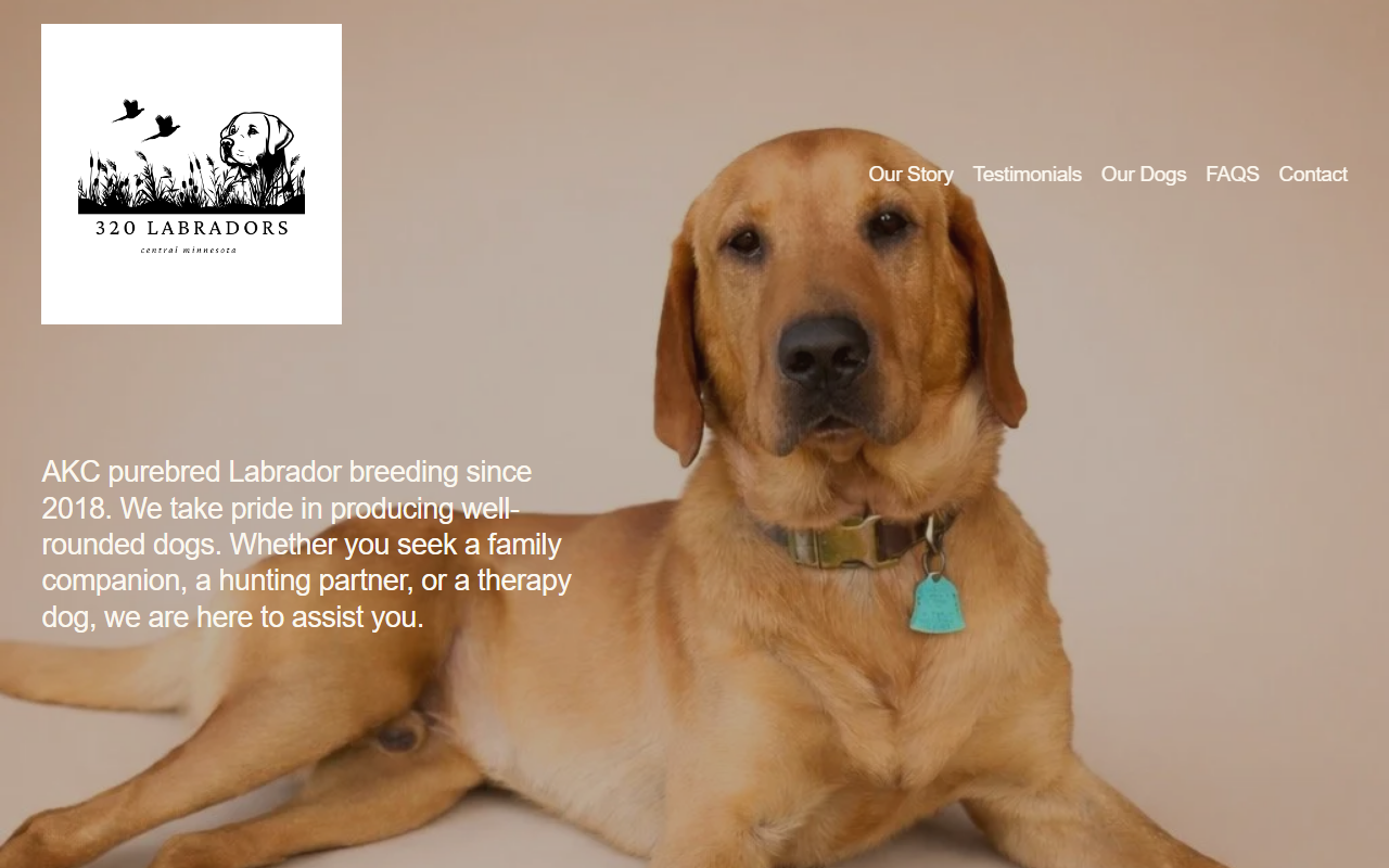 320labradors.com screenshot