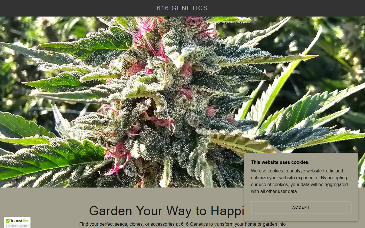 616genetics.com screenshot